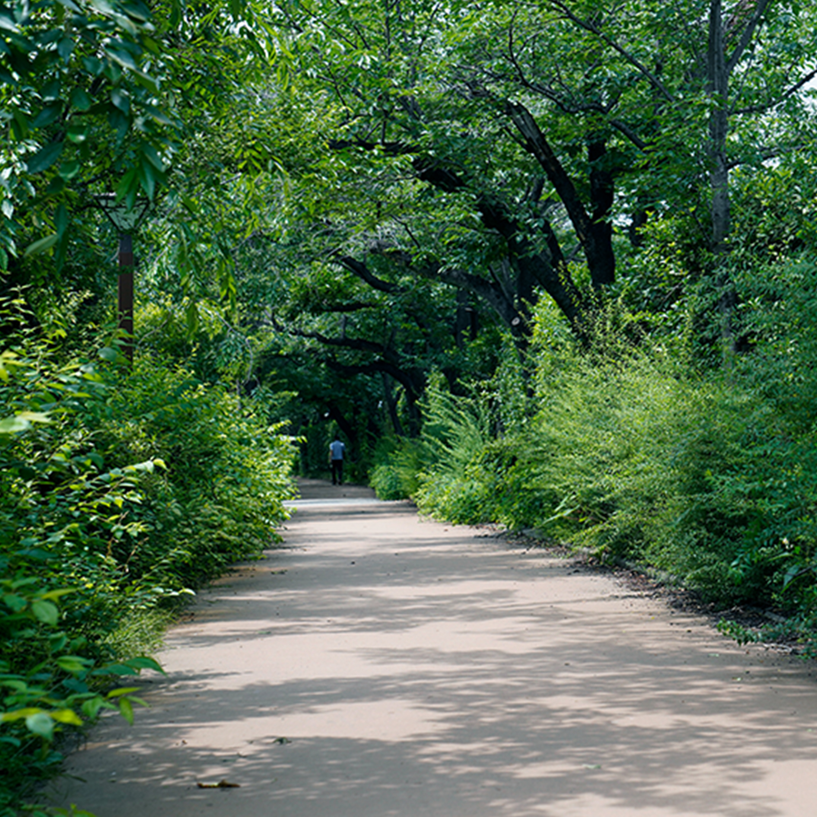 目黒川沿いの緑道